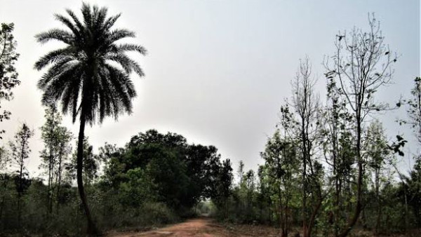 even after 73 years of independence of India Jhargrams Shimulpal did not receive Electricity even after 73 years of independence of India Jhargrams Shimulpal did not receive Electricity