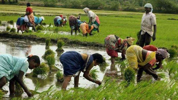 কৃষকদের উৎসাহ দিতেই সিদ্ধান্ত