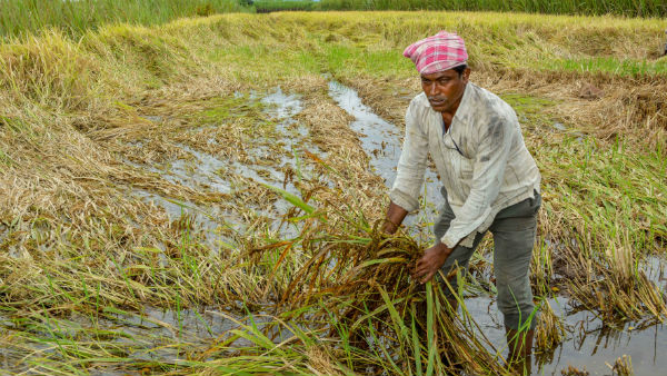 রাজ্যে বাড়তি ধান সংগ্রহ