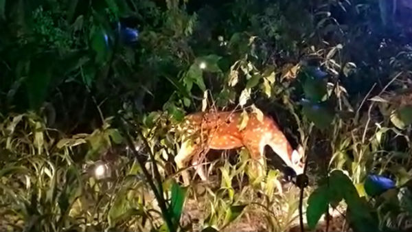 করোনা মোকাবিলায় প্রথম সারির যোদ্ধাদের সন্মানিত করল ইসলামপুরের পুজো করোনা মোকাবিলায় প্রথম সারির যোদ্ধাদের সন্মানিত করল ইসলামপুরের পুজো