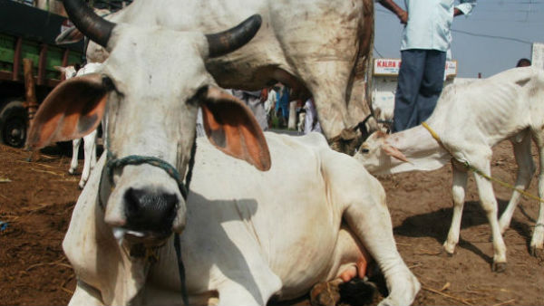 যুক্ত করা হল অমিত শাহকেও যুক্ত করা হল অমিত শাহকেও