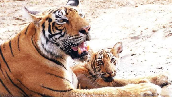 রয়্যাল বেঙ্গল টাইগার