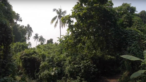 ইতিহাস