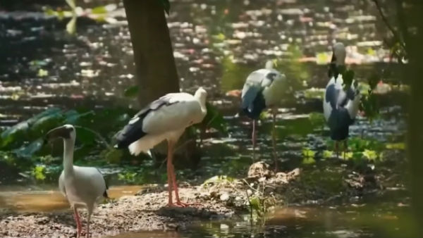 কোথায় থাকবেন