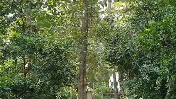 ইতিহাস