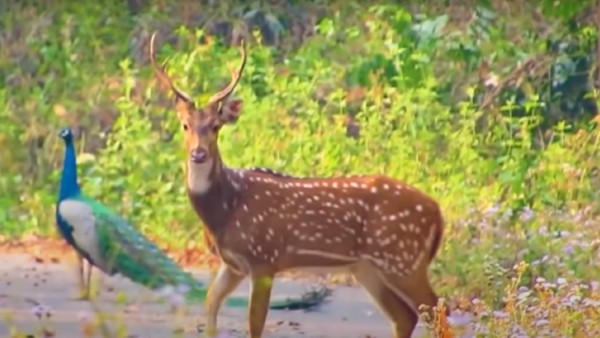 কী কী দেখবেন