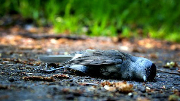 হিমাচলে মারা গিয়েছে পরিযায়ী পাখি