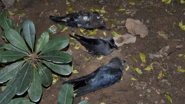 শয়ে শয়ে উড়ন্ত কাকের মৃত্যু রাজধানীতে, বার্ড ফ্লুয়ের আতঙ্ক এবার দিল্লিতেও শয়ে শয়ে উড়ন্ত কাকের মৃত্যু রাজধানীতে, বার্ড ফ্লুয়ের আতঙ্ক এবার দিল্লিতেও