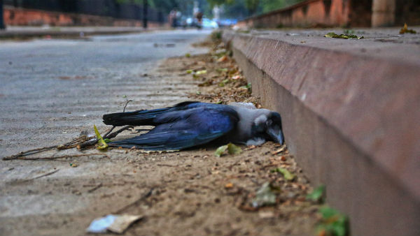 মুম্বয়ের চেম্বুরে ১১টি কাকের মৃত্যু হয়েছে