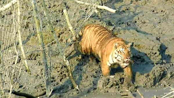 বাঘের ম্যারাথন দৌড় দেখল সুন্দরবন, চাঞ্চল্য সোশ্যাল মিডিয়ায় বাঘের ম্যারাথন দৌড় দেখল সুন্দরবন, চাঞ্চল্য সোশ্যাল মিডিয়ায়