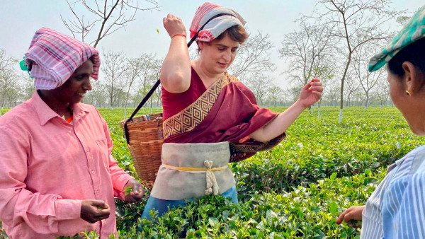 চা-পাতা তোলেন প্রিয়াঙ্কা
