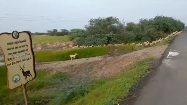 বর্ষার মরশুমে দেখা যায় এদের