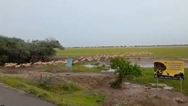 কৃষ্ণসার হরিণের বাস