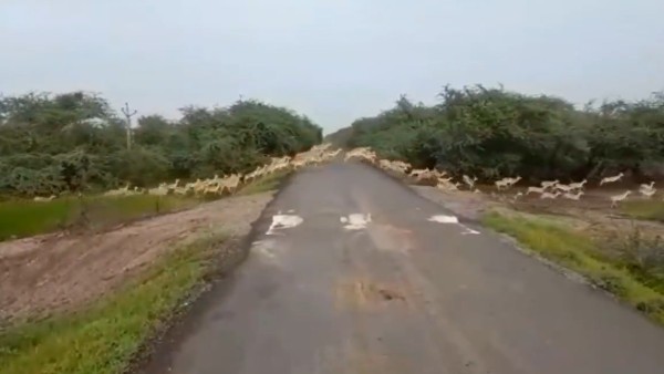 রাস্তা পার হচ্ছে কৃষ্ণসার হরিণ