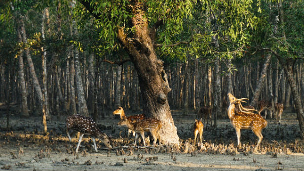 সুন্দরবনকে নতুন জেলা করার কথা