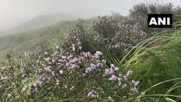 এই ফুলের সঙ্গে ভারতীয় সংস্কৃতির একটা যোগ রয়েছে!