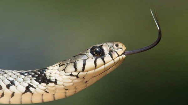 সাপ