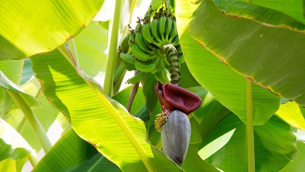কলা গাছ