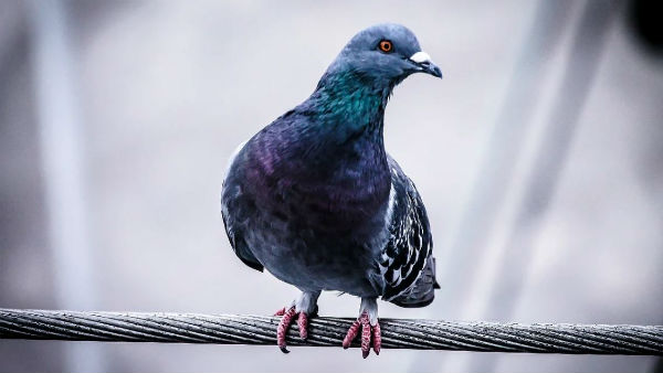 তালিকাতে ছিল চড়ুই পাখিও