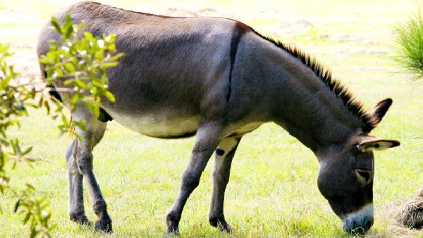 গাধার হ্রাস কীভাবে হচ্ছে