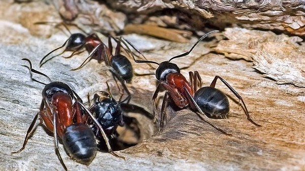পিঁপড়েকে খাওয়ান