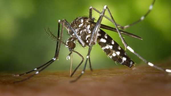 মশা–বাহিত রোগের ওপর জোর দেওয়া হয়নি