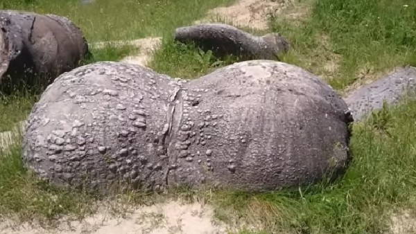 জীবন্ত পাথর, বিজ্ঞানের পরিভাষায় কী নাম