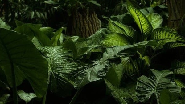 চিলাপাতা জঙ্গলের ইতিহাস