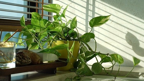মানি ট্রি বাড়িতে রাখুন