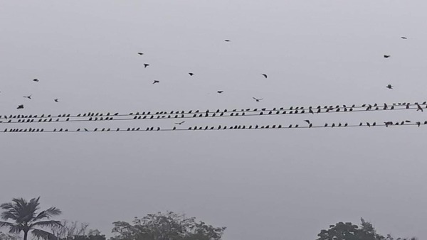 আবহাওয়া দফতরের পূর্বাভাস