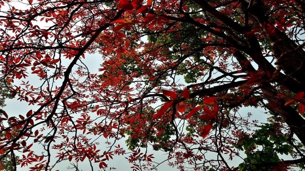 বৃষ্টির সম্ভাবনা নেই