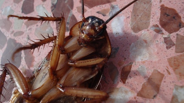 মাথা ছাড়াও বাঁচে আরশোলা