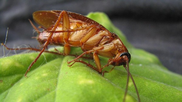 গলার কাছে জমাট বাঁধে রক্ত