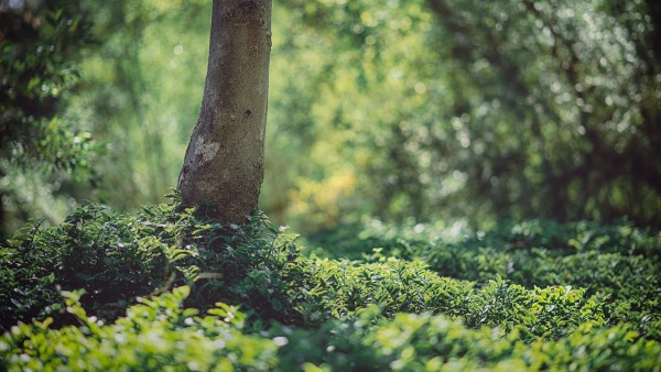বাস্তুতন্ত্র রক্ষায় গুরুত্বপূর্ণ ভূমিকা