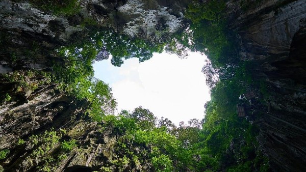 দীর্ঘজীবী গাছ সংরক্ষণের আহ্বান
