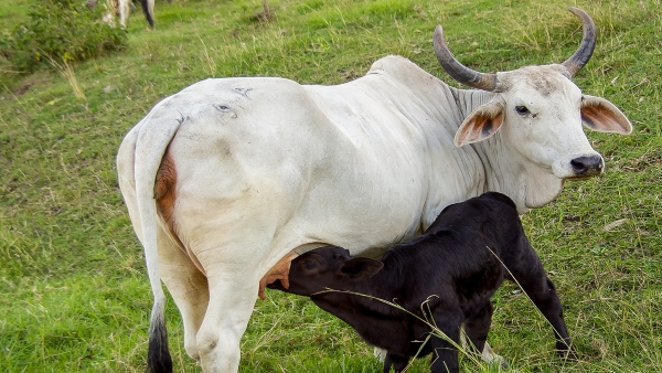 গো সেবা