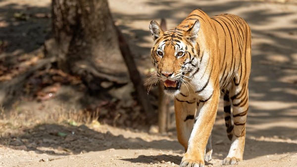 কানহা ন্যাশনাল পার্ক, মধ্যপ্রদেশ