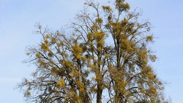চন্দনের মালা নিয়ে জপ করুন