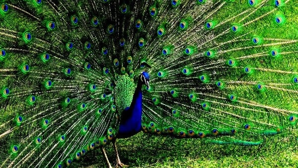 শত্রুর বিনাশ