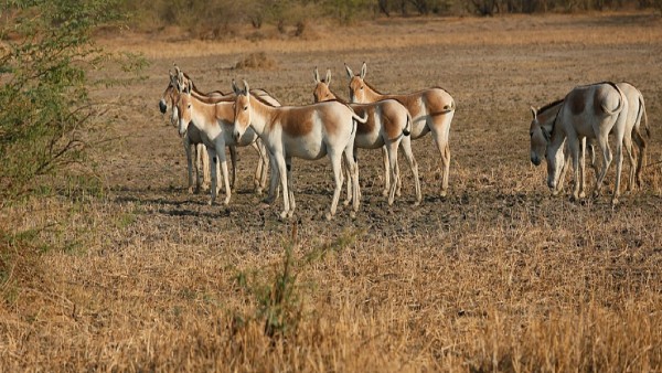 কচ্ছ