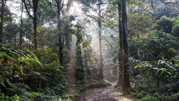 আত্মরক্ষার জন্য গর্ত খুঁড়েছিলেন জঙ্গলে
