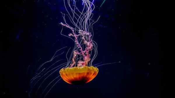 জেলিফিশের লার্ভা পর্যায়ে ফিরে যাওয়ার ক্ষমতা