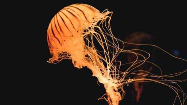 মৃত্যু এড়াতে এবং আয়ু বাড়াতে সক্ষম হবে কীভাবে