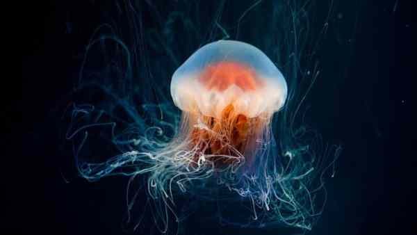 উভয়ের মধ্যে ভিন্ন ভিন্ন বৈশিষ্ট্য খতিয়ে দেখতে