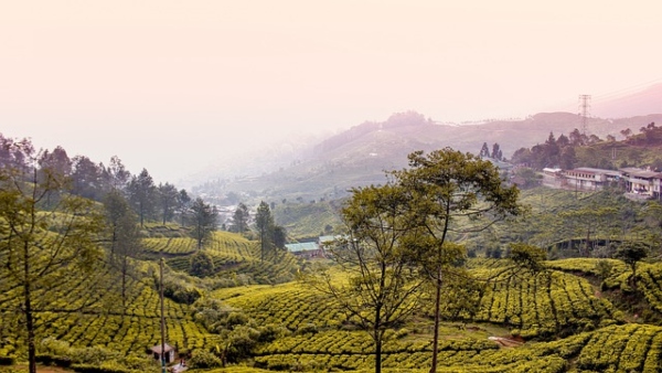 বোগর
