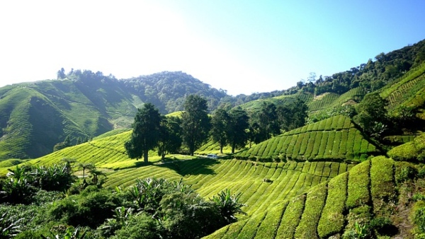 ক্যামেরণ হাইল্যান্ডস