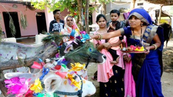 গরু পবিত্র প্রাণী