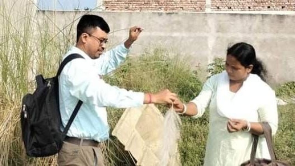 কাশফুল
