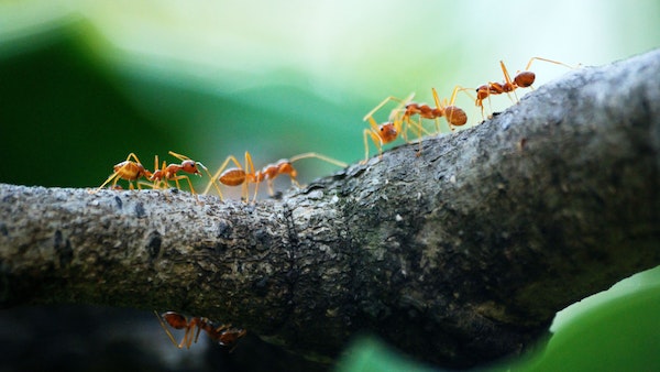 পিঁপড়েকে এগুলি খাওয়ান