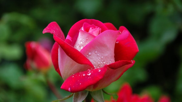এই গাছগুলি বাড়িতে লাগান